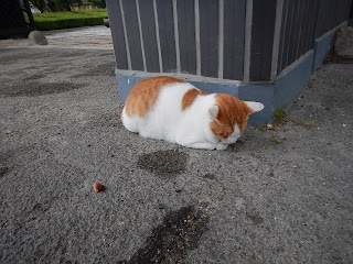 釜山博物館の猫